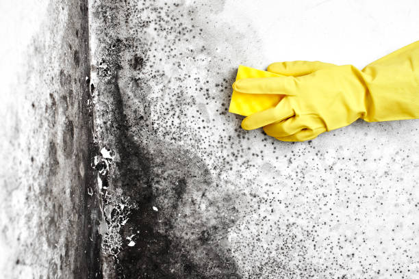 Best Mold Remediation for Healthcare Facilities  in Homeland Park, SC