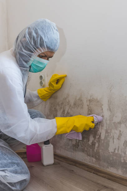 Best Mold Prevention Services  in Homeland Park, SC