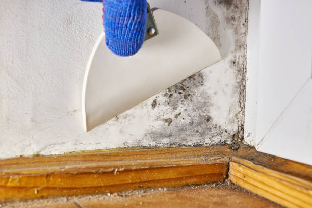 Best Black Mold Removal  in Homeland Park, SC